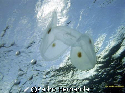 Spot-Winged Comb Jelly,Humacao, Puerto Rico by Pedro Hernandez 